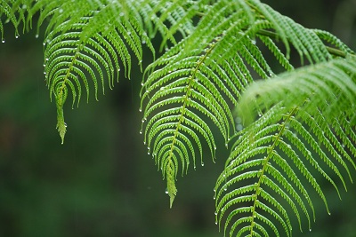 Fern from Above